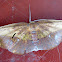 leaf-mimicry Moth