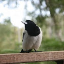 Pied Butcherbird