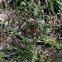 American bullfrog