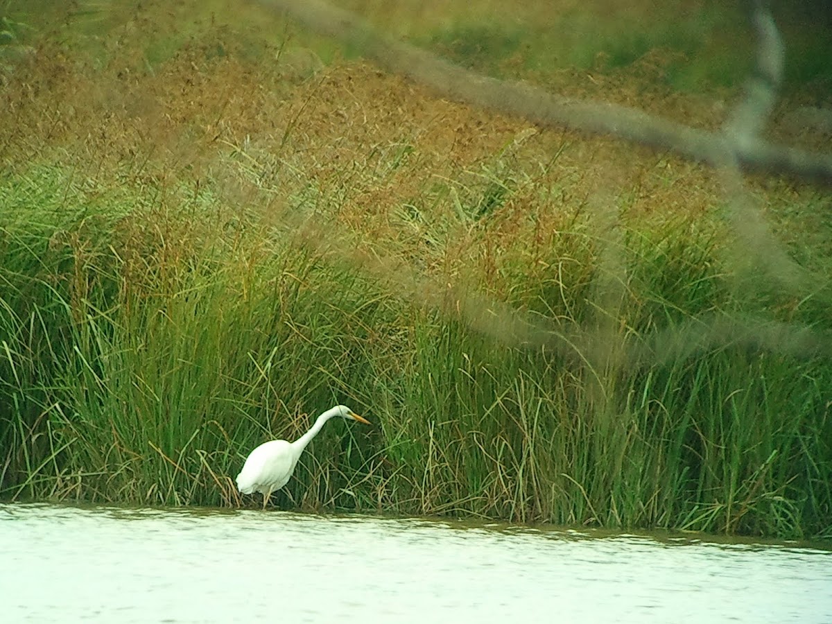 Great Egret