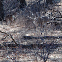 Mule Deer