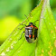 Black-and-Red Stink Bug