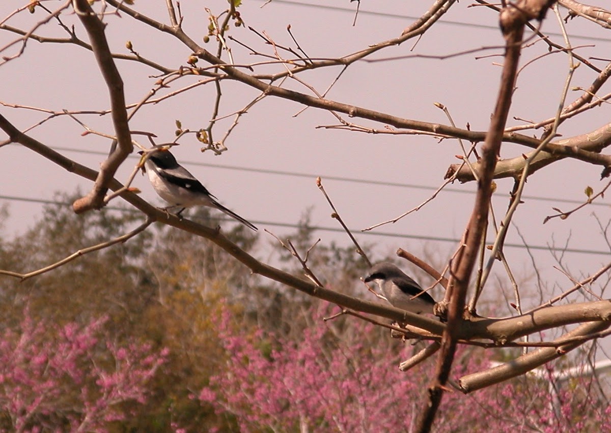 Loggerhead Shrike