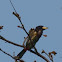 Great Barbet
