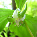 Nodding Trillium