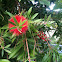 Crimson Bottlebrush 