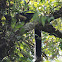 Black giant squirrel