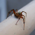 Lynx spider (Ragno)