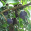 Damson plum