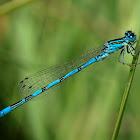 Caballito del diablo (Southern Damselfly)