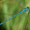 Caballito del diablo (Southern Damselfly)
