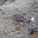 Wolf Spider
