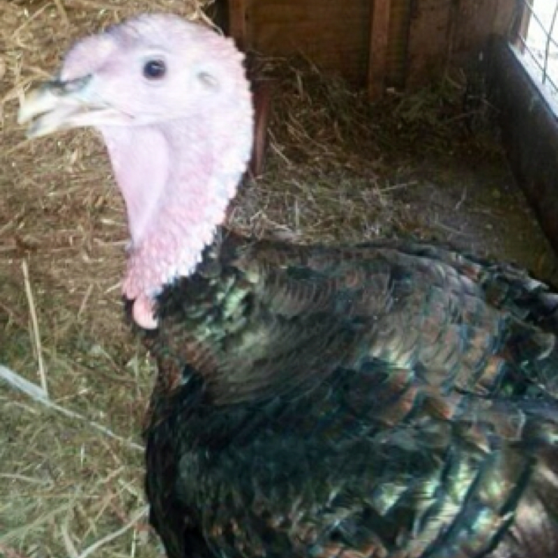 Domestic turkey