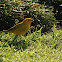 Saffron Finch