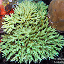Staghorn Coral