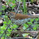 Wood Thrush