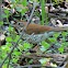 Wood Thrush