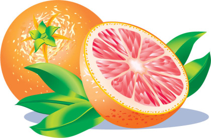 Vector Fruit shutterstock_2994220 Vector Fruit