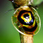 Tortoise Beetle
