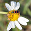 Red-blue checkered beetle