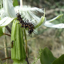 Gulf Fritillary butterfly larva