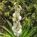 Spanish Dagger or Yucca Plant