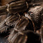 tarantula
