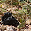 Darkling Beetles Mating