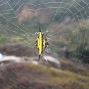 Spiny orb-weaver