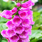 Foxglove
