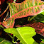 variegated croton 
