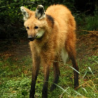 Maned wolf