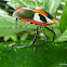 IXORA SHIELD BUG