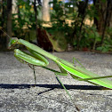 Green Praying Mantis