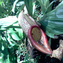 Pitcher Plant