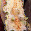 Glossodoris cinta