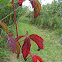 Woodbine, Virginia Creeper