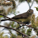 Philadelphia Vireo