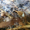 Wolf spider