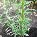 Butterfly weed