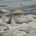 Paloma - White-tipped Dove