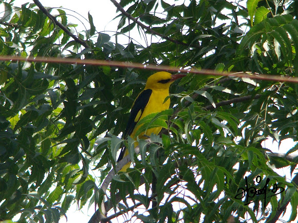 Spotting Image 1