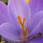 Crocus