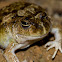 Ornate Burrowing Frog