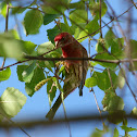 House Finch (male)
