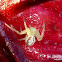 Goldenrod Crab Spider