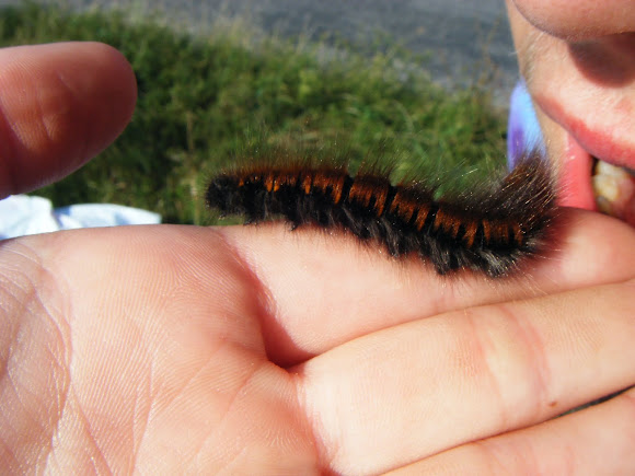 Spotting Image 1