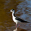 Black-necked Stilt