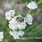 Green rose chafer / -