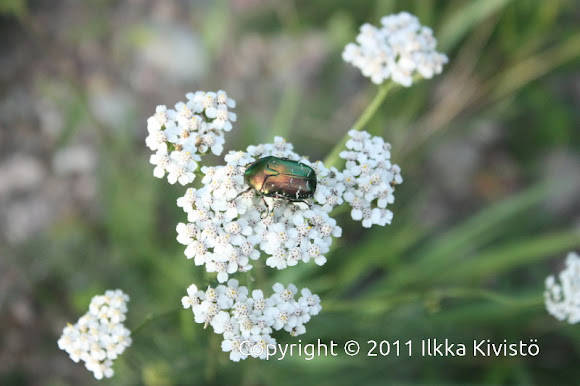 Spotting Image 1
